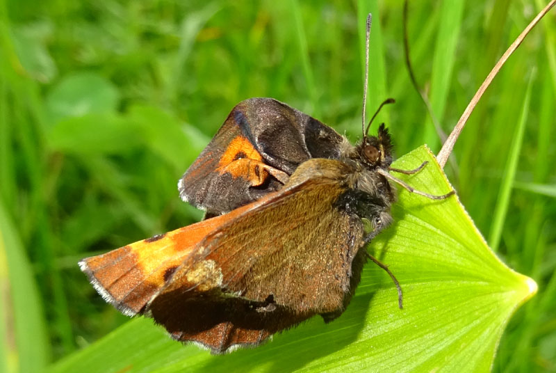 malridottissima ..........!!!!! Eurebia euryale